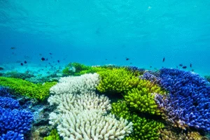 Coral Die-Off Marks Earth's First Climate 'Tipping Point', Scientists Say - Professional coverage