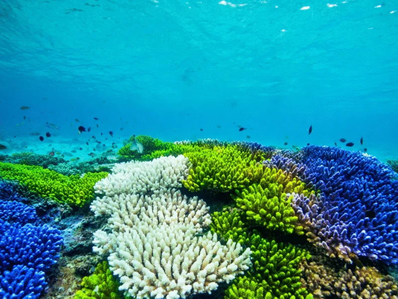 Coral Die-Off Marks Earth’s First Climate ‘Tipping Point’, Scientists Say