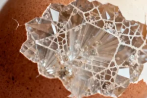 Pigeon Eggshells Unveil Nature's Blueprint for Next-Generation Biomimetic Materials - Professional coverage