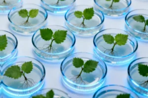 Unlocking Nature's Pharmacy: How Light and Hormones Boost Me - Revolutionizing Plant Biotechnology for Health Applications In